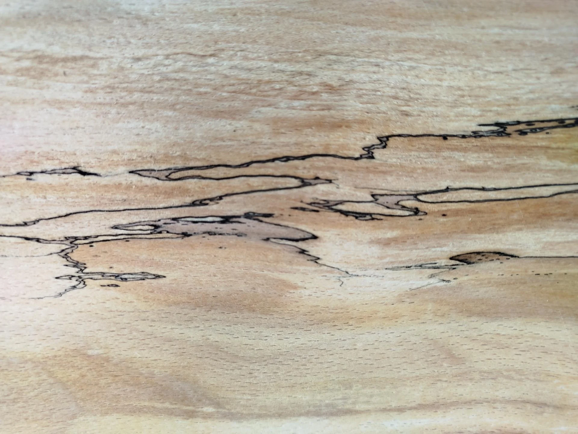 151 hetre truffe feuille de bois marqueterie 4