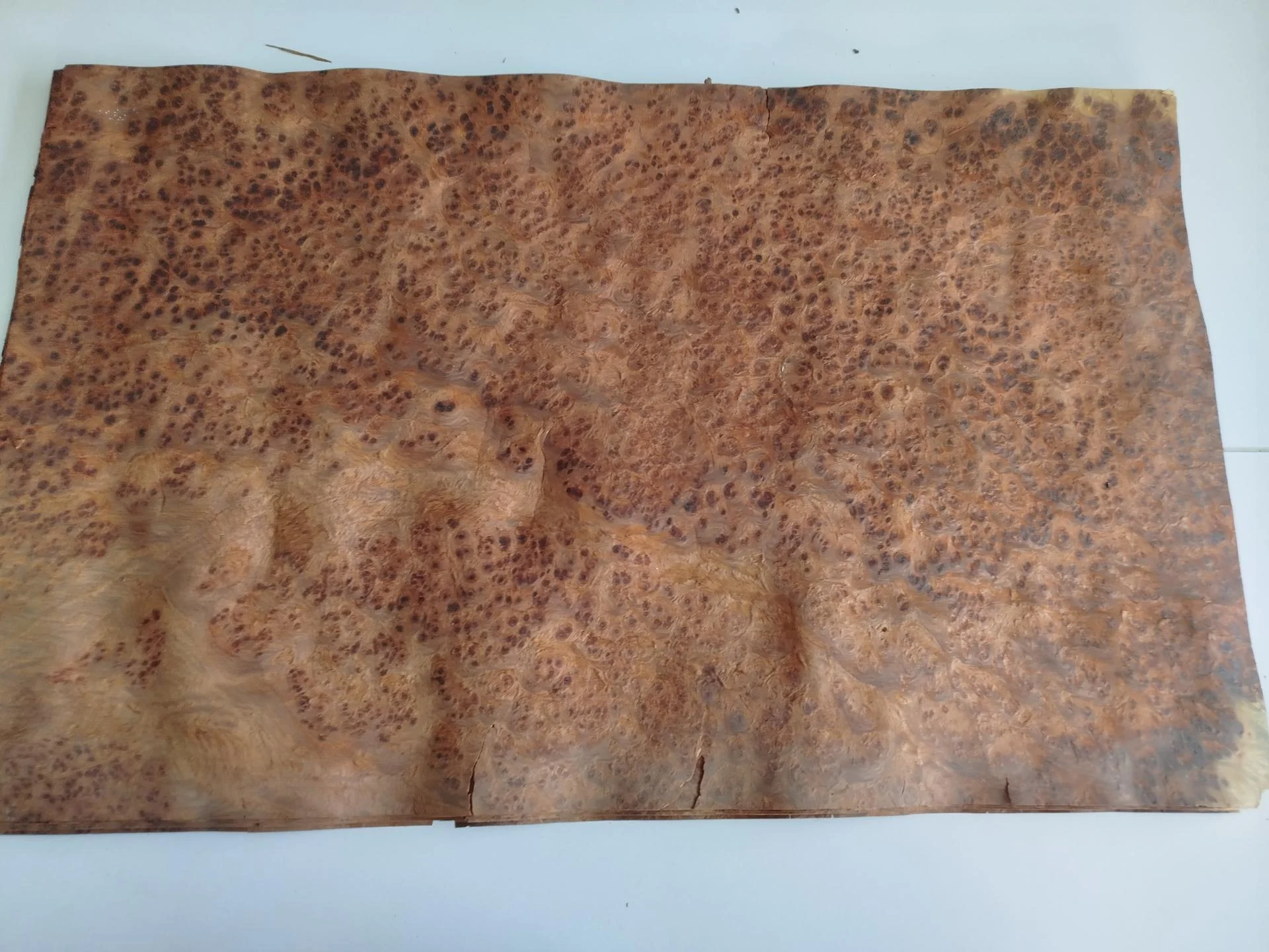 451 placage feuille de bois loupe d amboine 2