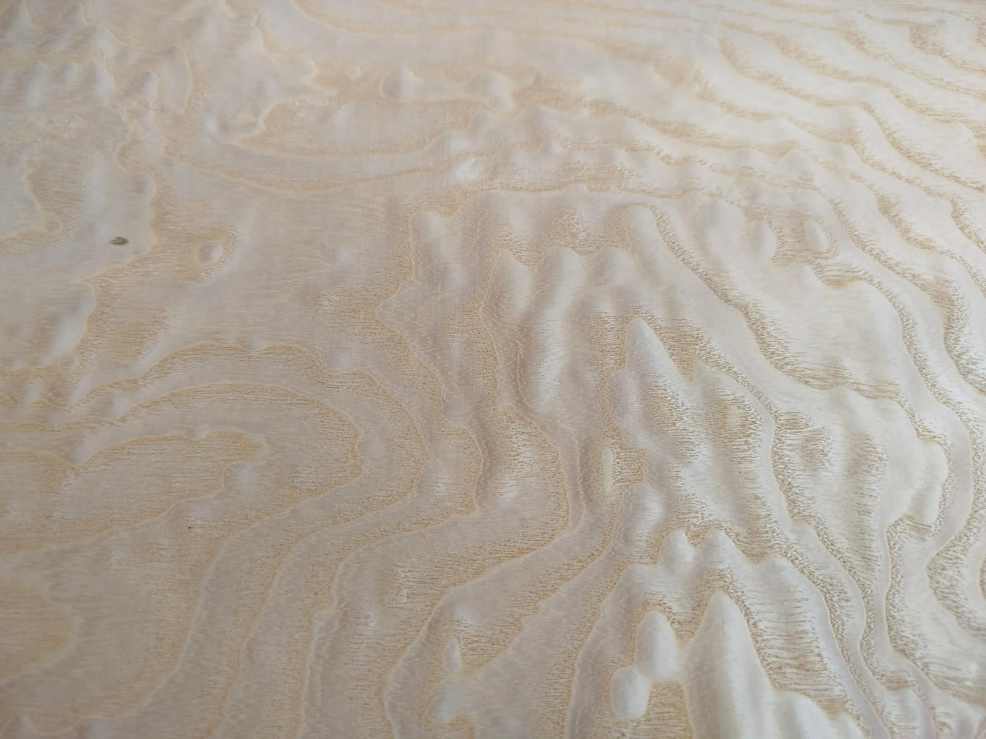 458 frene placage marqueterie feuille de bois 4