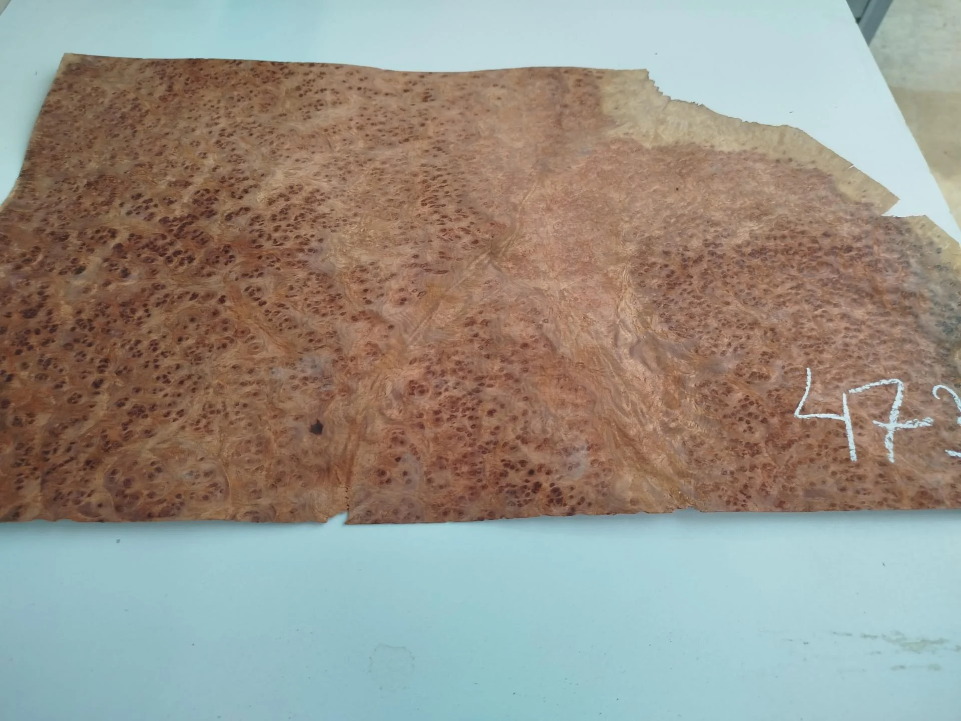 473 placage marqueterie loupe d amboine 3